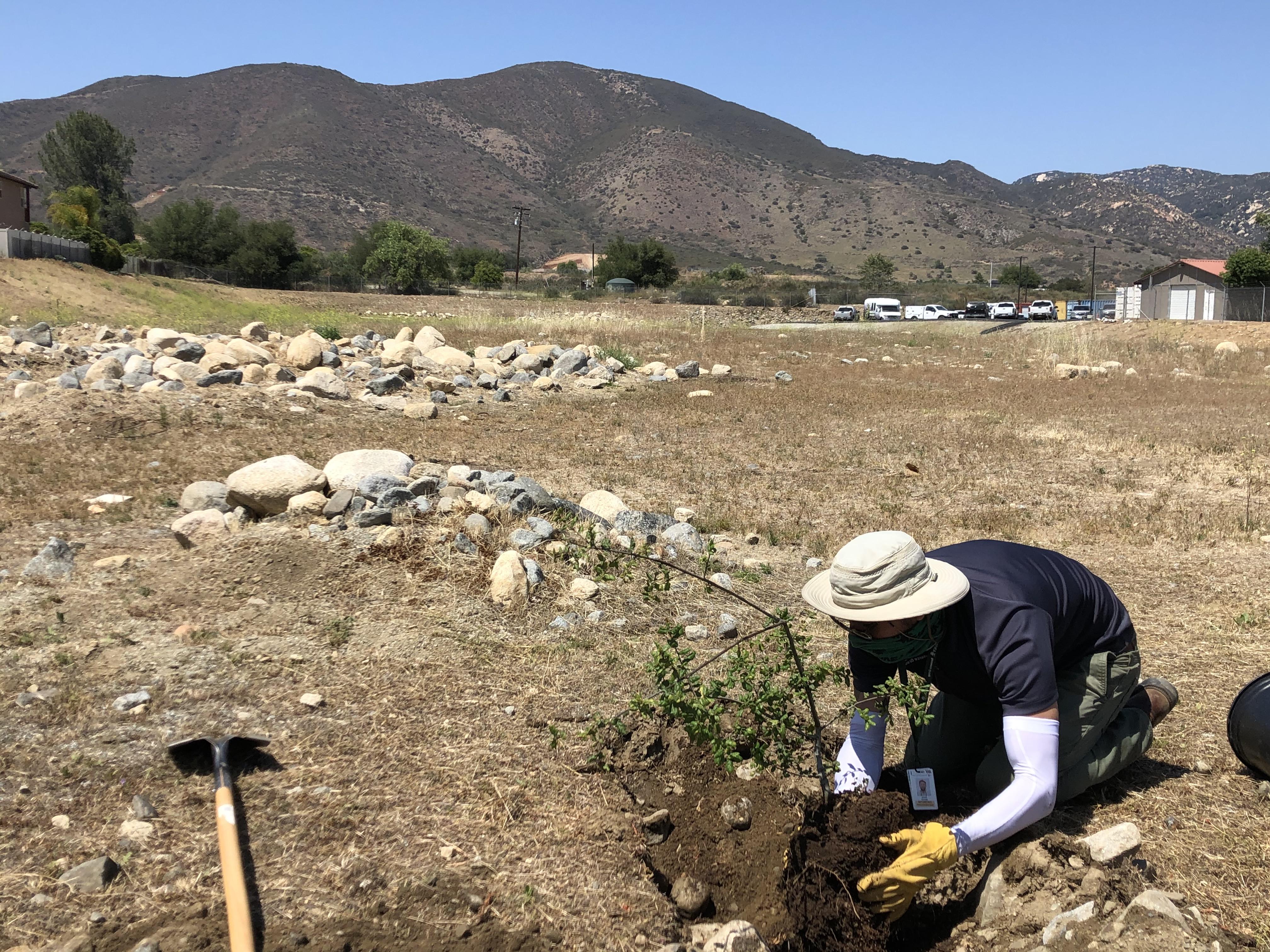 man planting trees